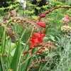 Thumbnail #4 of Crocosmia  by GardenGuyKin