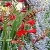 Thumbnail #3 of Crocosmia  by GardenGuyKin