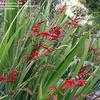 Thumbnail #2 of Crocosmia  by GardenGuyKin