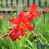 Thumbnail #5 of Crocosmia  by Mr_Crocosmia