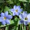 Thumbnail #5 of Ipheion uniflorum by nifty413