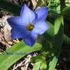 Thumbnail #4 of Ipheion uniflorum by dmj1218