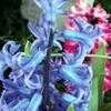 Thumbnail #1 of Hyacinthus orientalis by ladyrowan