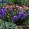 Thumbnail #2 of Hyacinthus orientalis by Badseed