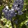 Thumbnail #5 of Hyacinthus orientalis by Kelli