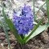 Thumbnail #4 of Hyacinthus orientalis by orange_knickers