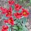 Thumbnail #3 of Tulipa  by mystic