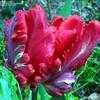 Thumbnail #5 of Tulipa  by DreamOfSpring