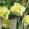 Thumbnail #5 of Narcissus  by sdagutis