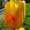 Thumbnail #1 of Tulipa  by Bug_Girl