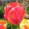 Thumbnail #4 of Tulipa  by Todd_Boland
