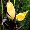 Thumbnail #3 of Colocasia fontanesii by Happenstance