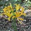 Thumbnail #4 of Lycoris aurea by vossner