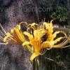 Thumbnail #2 of Lycoris aurea by QueenB