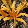 Thumbnail #1 of Lycoris aurea by QueenB