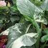 Thumbnail #1 of Alocasia macrorrhizos by Calif_Sue