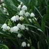 Thumbnail #1 of Leucojum aestivum by TomH3787