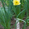 Thumbnail #4 of Narcissus  by Gardening_Jim