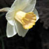 Thumbnail #2 of Narcissus  by PinetopPlanter