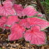 Thumbnail #5 of Caladium  by vossner