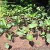 Thumbnail #2 of Colocasia esculenta by slyperso1
