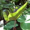 Thumbnail #4 of Colocasia esculenta by henryr10