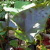 Thumbnail #5 of Colocasia esculenta by henryr10