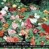 Thumbnail #2 of Begonia x tuberhybrida by jresquibel
