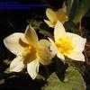Thumbnail #4 of Begonia x tuberhybrida by cdave