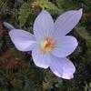 Thumbnail #1 of Crocus speciosus by philomel