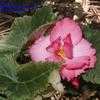 Thumbnail #5 of Begonia x tuberhybrida by cdave