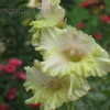 Thumbnail #3 of Gladiolus x hortulanus by vossner