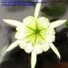 Thumbnail #4 of Gladiolus x hortulanus by Kim_M