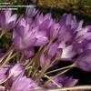 Thumbnail #3 of Colchicum  by Howard_C