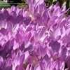 Thumbnail #5 of Colchicum  by GardenGuyKin