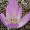 Thumbnail #2 of Colchicum  by Howard_C