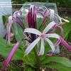 Thumbnail #2 of Crinum erubescens by spaceman_spiff