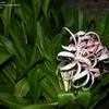 Thumbnail #4 of Crinum erubescens by jawadkundi