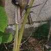 Thumbnail #1 of Arisaema thunbergii subsp. urashima by Lophophora