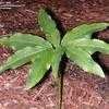 Thumbnail #4 of Arisaema thunbergii subsp. urashima by gregr18