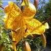 Thumbnail #1 of Lilium leichtlinii by Baa