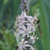 Thumbnail #1 of Camassia scilloides by lantana