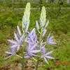 Thumbnail #2 of Camassia scilloides by carolann