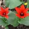 Thumbnail #5 of Tulipa greigii by rebecca101