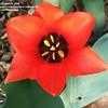 Thumbnail #1 of Tulipa greigii by ineedacupoftea