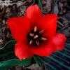Thumbnail #3 of Tulipa greigii by TBGDN