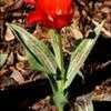 Thumbnail #4 of Tulipa greigii by kennedyh