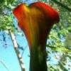 Thumbnail #1 of Zantedeschia elliottiana by PotEmUp