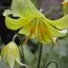 Thumbnail #1 of Erythronium revolutum by philomel