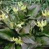 Thumbnail #4 of Erythronium revolutum by Todd_Boland